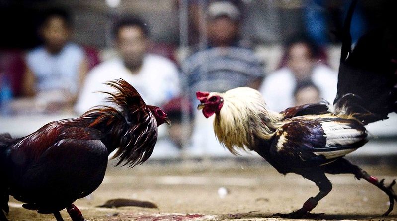 What information do you need to know about the rules of online cockfighting with iron spurs?