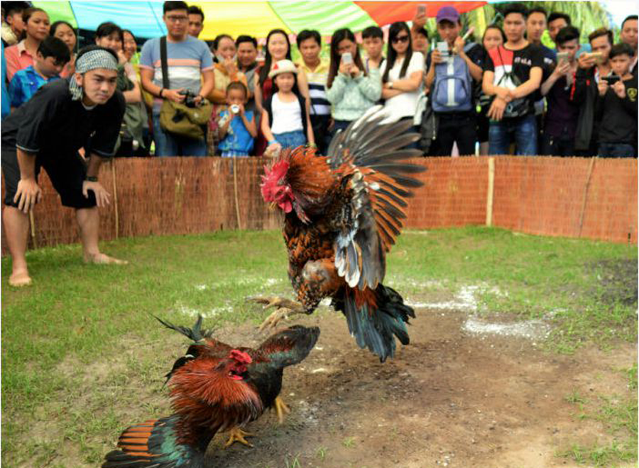 What is iron-spur cockfighting?